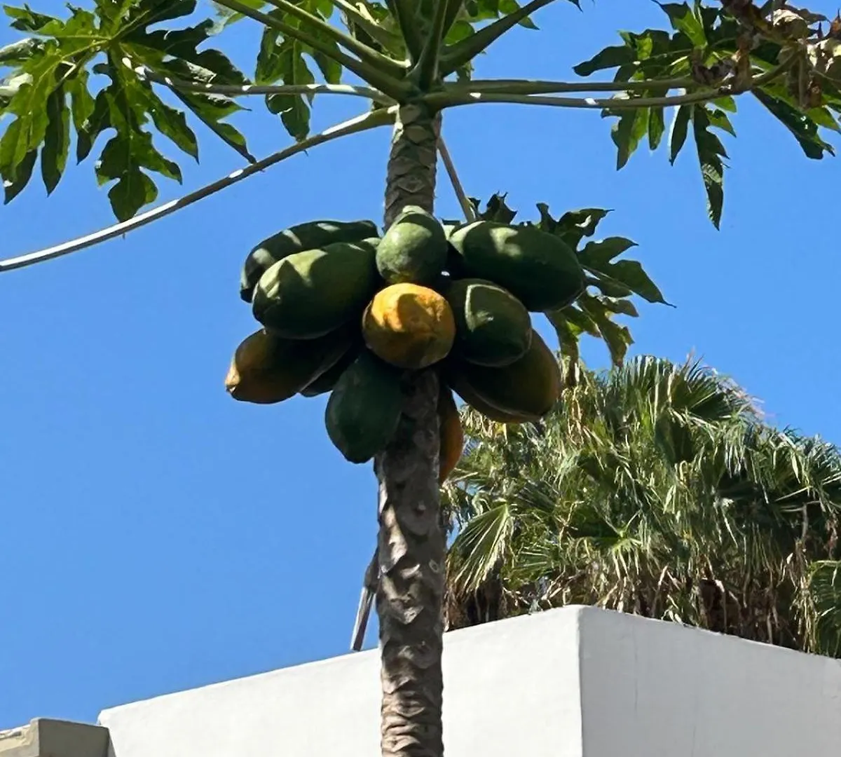 Complejo Los Cactus Apartamento Sol Y Mar 马斯帕洛马斯